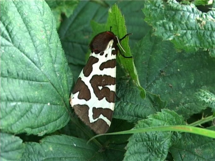 Brauner Bär ( Arctia caja ) : Nieuw Bergen NL, Nationalpark De Maasduinen, 12.08.2007